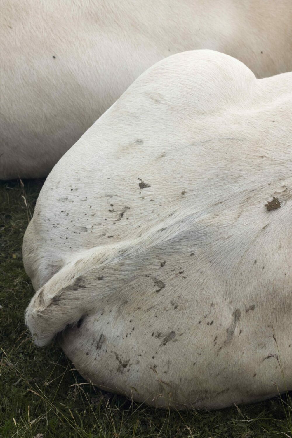 secretes-connivences-avec-le-sol-la-vache-en-estive